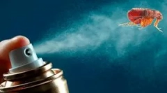 Boj proti rat bolhe v apartmaju